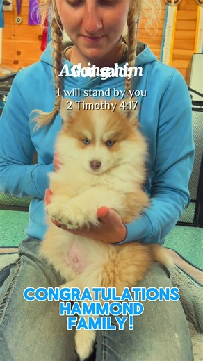 Congratulations Hammond Family you got a great Pomsky and we can’t wait for all the little adventures you all will go on! Welcome to the #maineaimranchdogs family!