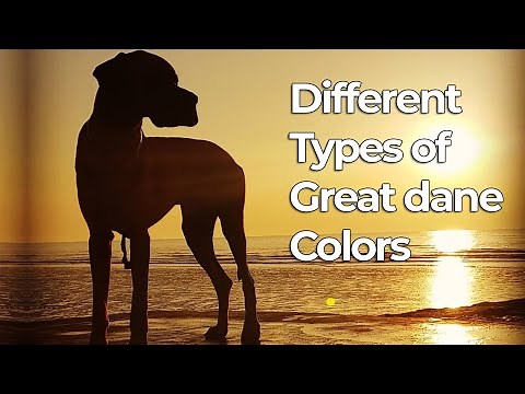 Different Types of Great Dane Colors & their Roles | Dog Lovers