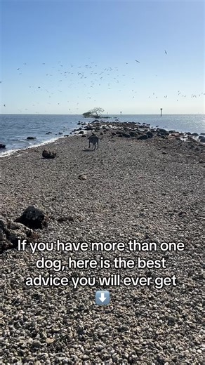 Enhancing Your Bond: One-on-One Time with Your Dogs