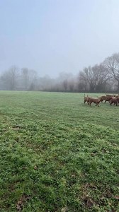 Brume et pluie 🌧️ au rendez-vous ce matin et comme à l’accoutumée mes Rouges sont avec moi ❤️ Mist and rain at the meeting this morning #elevagededoguesdebordeauxlesmillediables #laplusgrossemeutederouges #doguedebordeauxsofinstagram #frenchmastiff #ReveillezVous #doguedebordeaux #pluie #balade | Élevage de dogues de Bordeaux les mille diab/es