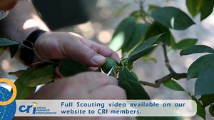 2.5K views · 45 reactions | Scouting: The cornerstone of IPM Watch...