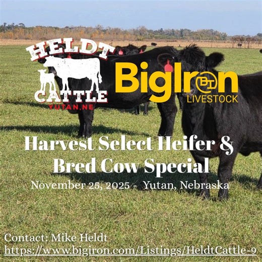 1K views | Heldt Bred Heifer Sale on Big Iron Auctions Over 200 Head Sell including 103 A.I. Bred for February to Hoffman's High Road, plus another 112 Bred to Angus Bulls to Calve March & April by Ultrasound Call Justin Heldt @ 402-480-3799 See More: https://bit.ly/4oK5qOU | Livestock Digital | Facebook
