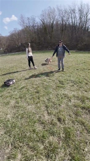 Can This German Shepherd Stay Calm? Training at Spiritail Dog School