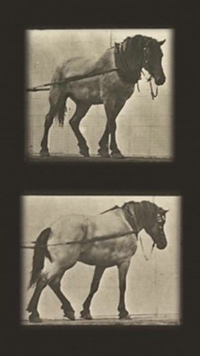 Animal Locomotion : Plate 570 by Eadweard Muybridge #animation #horse #eadweardmuybridge