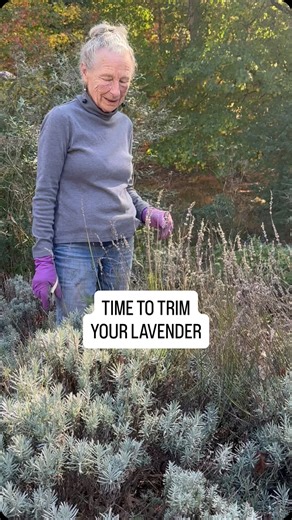 We’re trimming our lavender this week. How’s yours looking? Trim any old blossoms, remove any dead wood and save heavier pruning until the spring blossoms fade. #merrifieldgardencenter #lavender #lavender💜 #lavenderlove #lavenderflowers #lavendereverything #fallgarden #plantcare | Merrifield Garden Center