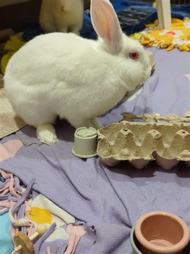 1.5K views · 39 reactions | Seattle Humane on Reels | Facebook