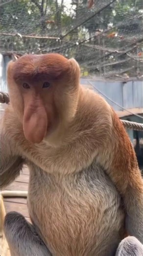 emang lucu bekantan jantan suara khas nya dan hidung ny yg sllu ke atas #short#shortvideo