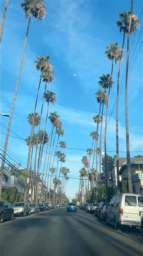 Los Feliz Los Angeles California 🇺🇸 drive palms #californiatravel #usatravel #losangeles #losfeliz
