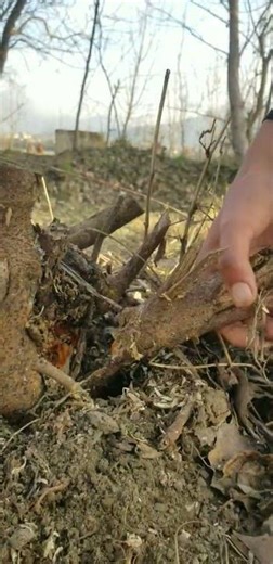 Cutting tree root by hand#cuttingskills