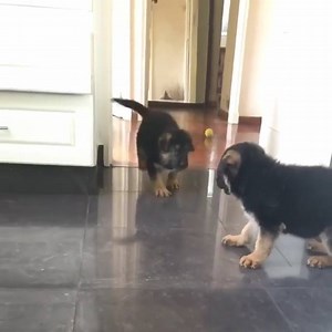 2M views · 39K reactions | The cutest little hops!  video Instagram @ovejero_aleman_official | The German Shepherd Dog Community | Facebook