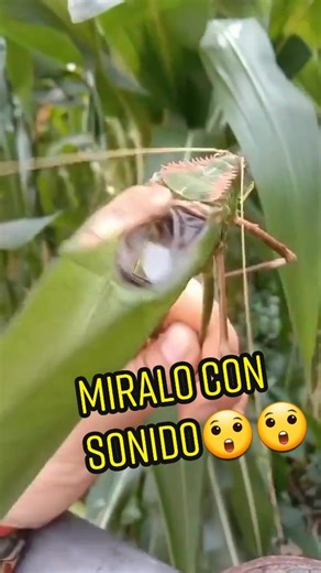 Increíble mundo de las langostas: Descúbrelo aquí