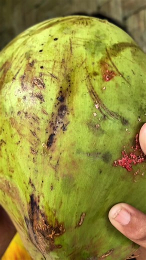 Menelusuri Budaya Manusia Primitif dari Kulon