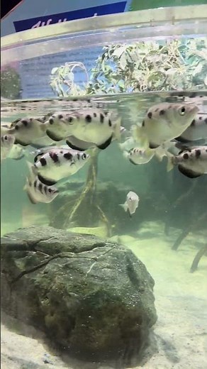 Archerfish Sniping Targets with Water! 🎯🐟