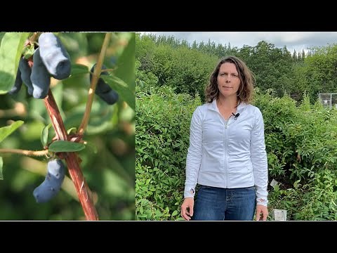 Growing Honeyberries (Haskaps) — In the Alaska Garden with Heidi Rader