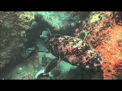Lingcod Attacks