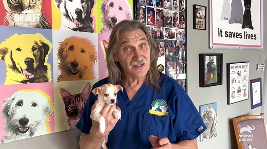 22K views · 1.3K reactions | A very special message from Dr. Jeff on National Adopt A Shelter Pet Day  #DrJeff | Animal Planet | Facebook