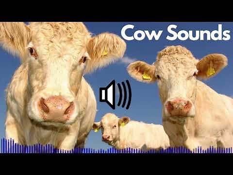 Cow Sound Effects (Moo) | No Copyright | Free