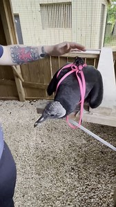 5K views · 170 reactions | Sable training update! ✨ Sable the...