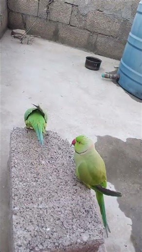 perfect loop ➿ #birds #talkingparot #funnybird