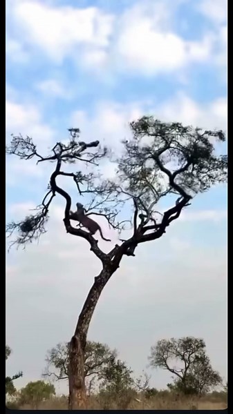 Clever Monkey Tricks Leopard on a Tree!😁 #trending #animals #shorts #shortsfeed