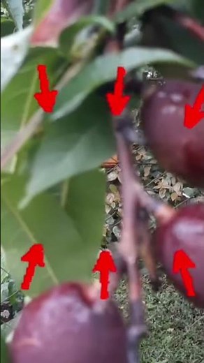 This is the Nectarine A Peach That Looks Like A Plum.