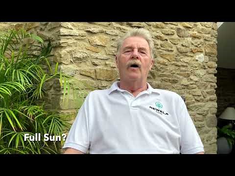 Rewela Hostas can Hostas grow in full sun?