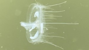 Minnesota angler catches fresh water jellyfish on camera