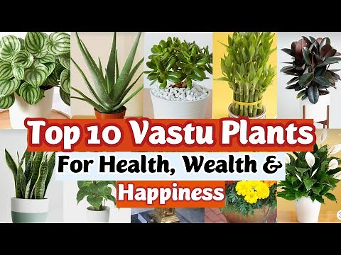 Top 10 Lucky Plants for Home | Vastu Plants | Best Indoor Plants | Lucky Plants for Home