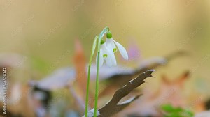 Galanthus Nivalis Or Small Snowdrops. Bulbous Perennial Herbaceous Plants In Family Amaryllidaceae.