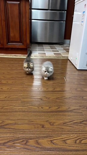 Adorable Munchkin Cats with Short Legs - Cute Cat Videos