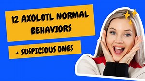 12 Axolotl Normal Behaviors And Suspicious Ones