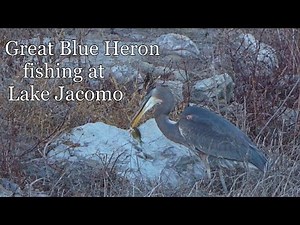 Great Blue Heron on the hunt at Lake Jacomo, Missouri