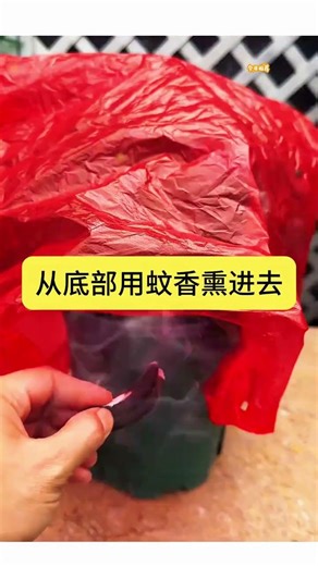 5 Proven Pest Control Methods for Healthy Roses - Boost Your Garden