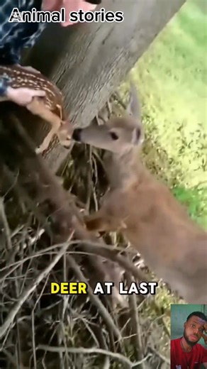 1.5K views · 14 reactions | Baby deer trapped in a fence cried for help. #deer #humanity #fypシ゚viralシ #fypシ #animals | Animals stories | Facebook