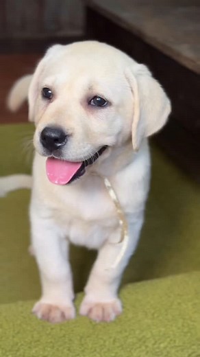 Pure happiness💚 • • • • #englishlabrador #puppy #whiteenglishlab #labbreeder #labrador #englishlab #fyp #whitelab #lablove #labradorphotography #barneybed | Hickory Bluff Labradors LLC