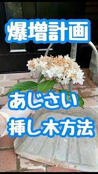 Hydrangea Explosion Plan ✨ I will explain how to propagate cuttings 🌱 #Hydrangea #Hydrangea