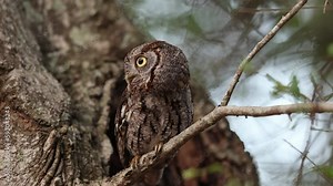 An eastern screech owl in southern Florida