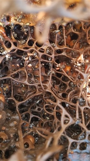 Stingless bee hive! The strong, stringy arms are supporting the hive, like a bridge. Follow me to see more stingless bees! #nativebee #naturelovers #beesofinstagram #awesomeearth #instagramreels #beekeeping #beethecure #savethebees #aliensexist #eathpics #bees #Apismellifera #nativestinglessbees #australiananimal #australiannative #wow_australia2025 #Australia #goldcoast #honey #pollinators #backyardbees #aliens #beerescue #kingscliff #beekeeper #beehappy #pollination #woodworkingfun #abcmygarde