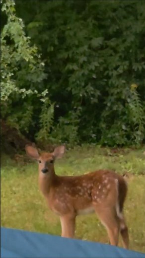 the cutest baby deer. #animals ##animallovers #nature #deer
