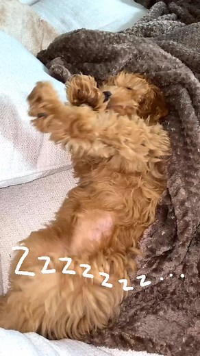 #cavapoo #cavapoopuppy #cavapoosoftiktok #puppy #puppiesoftiktok #fy #fyp #foryou #foryoupage #naptime