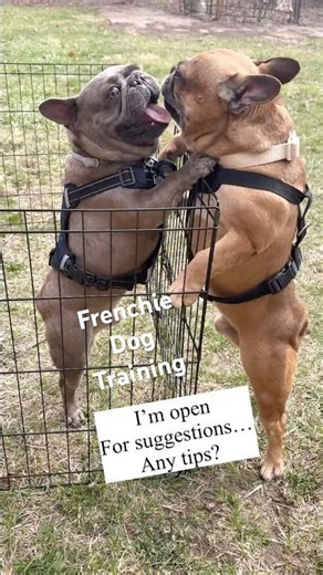 FRENCHIE DOG TRAINING FEISTY FRENCH BULLDOG #frenchbulldog #frenchies #dogtraining