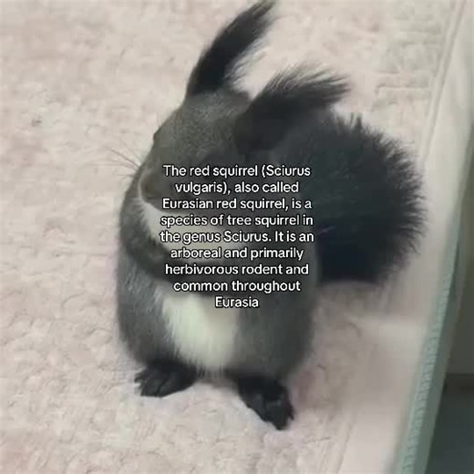 The red squirrel (Sciurus vulgaris), also called Eurasian red squirrel, is a species of tree squirrel in the genus Sciurus. It is an arboreal and primarily herbivorous rodent and common throughout Eurasia