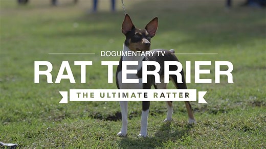 All about rat terriers: The ultimate ratter!