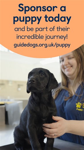 Help Piper, Leo & Honey take their first step as they grow into life-changing guide dogs. Do something amazing! Sponsor a puppy from £1 a week and follow their training journey. [Visual description: Video montage of future guide dog puppies at the National Centre – Leo, an adorable black Labrador, trots across the grass; Piper, a Labrador/golden retriever cross, plays with a caterpillar toy and Honey, a Labrador/golden retriever, chews on a tug toy. The montage continues with each puppy continui
