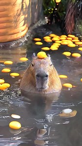 61K views · 1.4K reactions | 10 Adorable Animal Behaviors! | 1 Minute Animals Get ready to explore 10 of the cutest and most surprising animal behaviors in the wild! From opossums faking their own deaths to sea otters holding hands while they sleep, and penguins gifting pebbles as tokens of love—these incredible creatures will amaze you with their unique and heartwarming antics. #wildlife #top10 #cuteanimals #funnyanimals #adorableanimals | 1 Minute Animals | Facebook