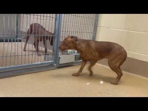 These Min Pins came from a hoarding situation. Please help rescue them ASAP!