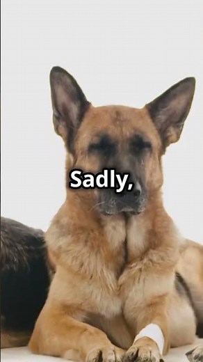 5 Common Health Issues in German Shepherds