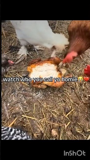 watch who you call your homie #memes #7x7 #funny #homies