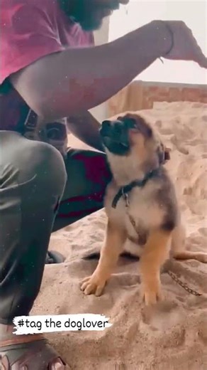 dog is an emotion #petlover