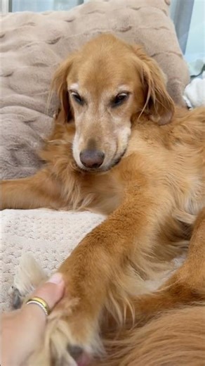coming home to my golden retriever🥵#goldenretreivers #dog #puppy #dogbreed #retreiver #india #fyp